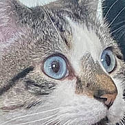 Goosey joined the competition — help win amazing prizes! cat, close_up, blue_eyes, whiskers, fur, animal, pet, face, curious, portrait, mammal, domestic_cat, tabby, feline, nose, ears, mouth, alert, indoor, cute