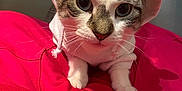 Goosey is registered to the contest to win money with this photo: cat, unicorn_costume, hoodie, red_cushion, pet, animal, whiskers, ears, cute, indoor, feline, costume, playful, closeup, portrait, fur, adorable, mammal, domestic_cat, curious