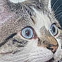 Goose And Baggy is registered to the contest to win money with this photo: cat, close_up, blue_eyes, whiskers, fur, face, animal, pet, domestic_cat, alert, curious, portrait, mammal, feline, eye_reflection, indoor, cute, focused, snout, nose