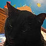 Goose And Baggy joined the competition — help win amazing prizes! black_cat, cat, pet, close_up, whiskers, fur, indoor, blue_wall, fish_decor, wooden_furniture, sleepy, unimpressed, animal, mammal, domestic_cat, face, ears, portrait, feline, household