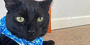 Goose And Baggy is registered to the contest to win money with this photo: cat, black_cat, green_eyes, bandana, blue_bandana, carpet, indoor, pet, feline, close_up, animal, resting, fur, whiskers, ears, table_leg, electrical_outlet, wall, floor, cute