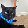 cat, black_cat, green_eyes, bandana, blue_bandana, carpet, indoor, pet, feline, close_up, animal, resting, fur, whiskers, ears, table_leg, electrical_outlet, wall, floor, cute