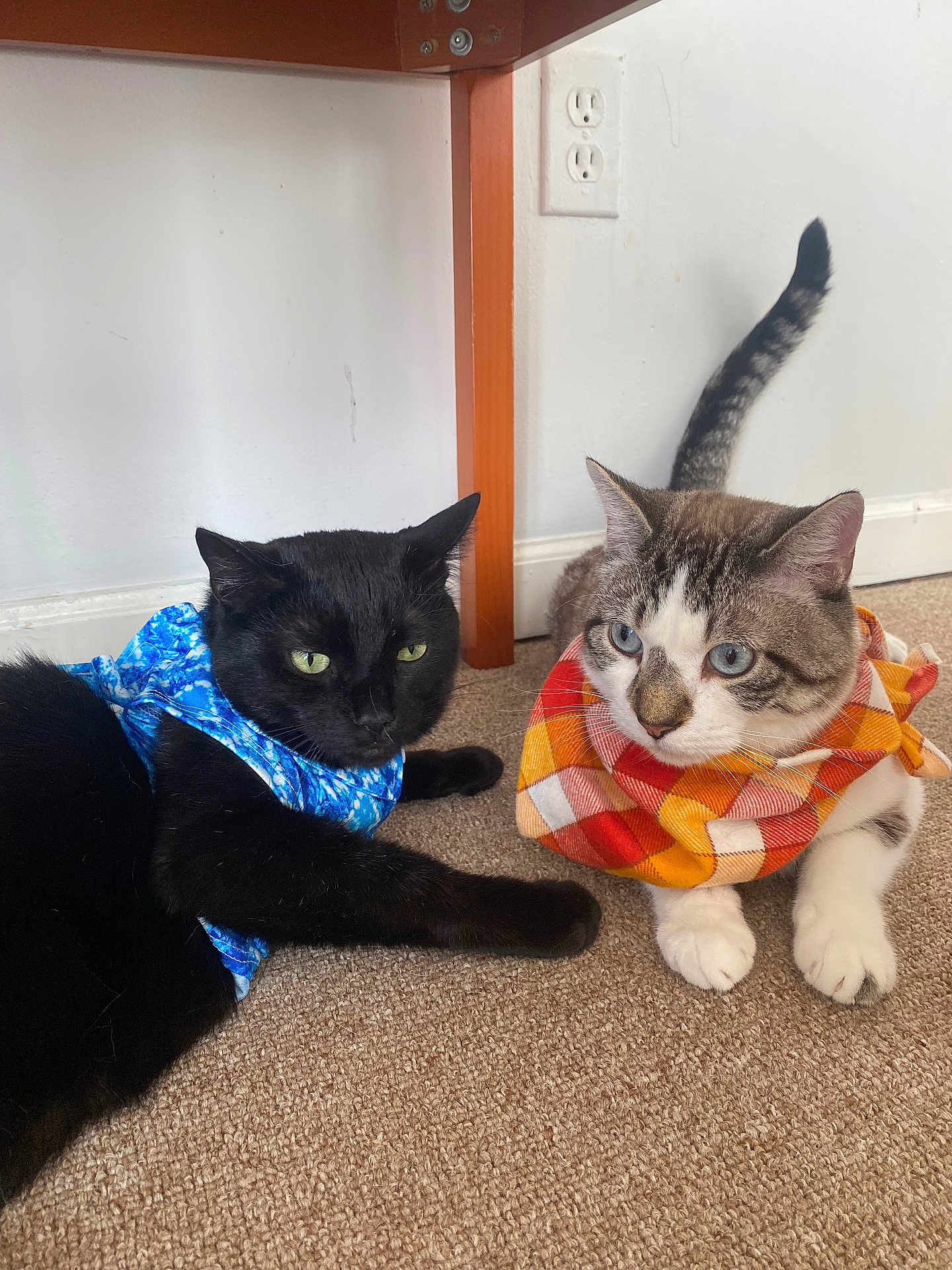 Goose And Baggy is registered to the contest to win money with this photo: cat, black_cat, tabby_cat, scarf, blue_scarf, orange_scarf, carpet, indoor, floor, feline, pet, animal, resting, lying_down, ears, tail, whiskers, cute, domestic_cat, two_cats