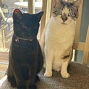 Goose And Baggy joined the competition — help win amazing prizes! cat, black_cat, white_cat, tabby, collar, indoor, chair, window, sunlight, pets, feline, domestic_animal, cute, animal_companion, sitting, fur, portrait, daylight, wooden_furniture, curious