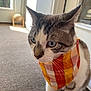 Goose joined the competition — help win amazing prizes! cat, indoor, carpet, bandana, orange, yellow, white, gray, blue_eyes, whiskers, pet, animal, feline, closeup, natural_light, door, window, curious, sitting, domestic