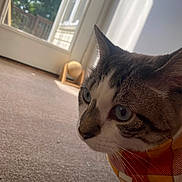 Goose is registered to the contest to win money with this photo: cat, blue_eyes, close_up, indoor, carpet, blanket, orange, white, gray, striped, window, door, natural_light, curious, pet, feline, whiskers, face, domestic_animal, cozy