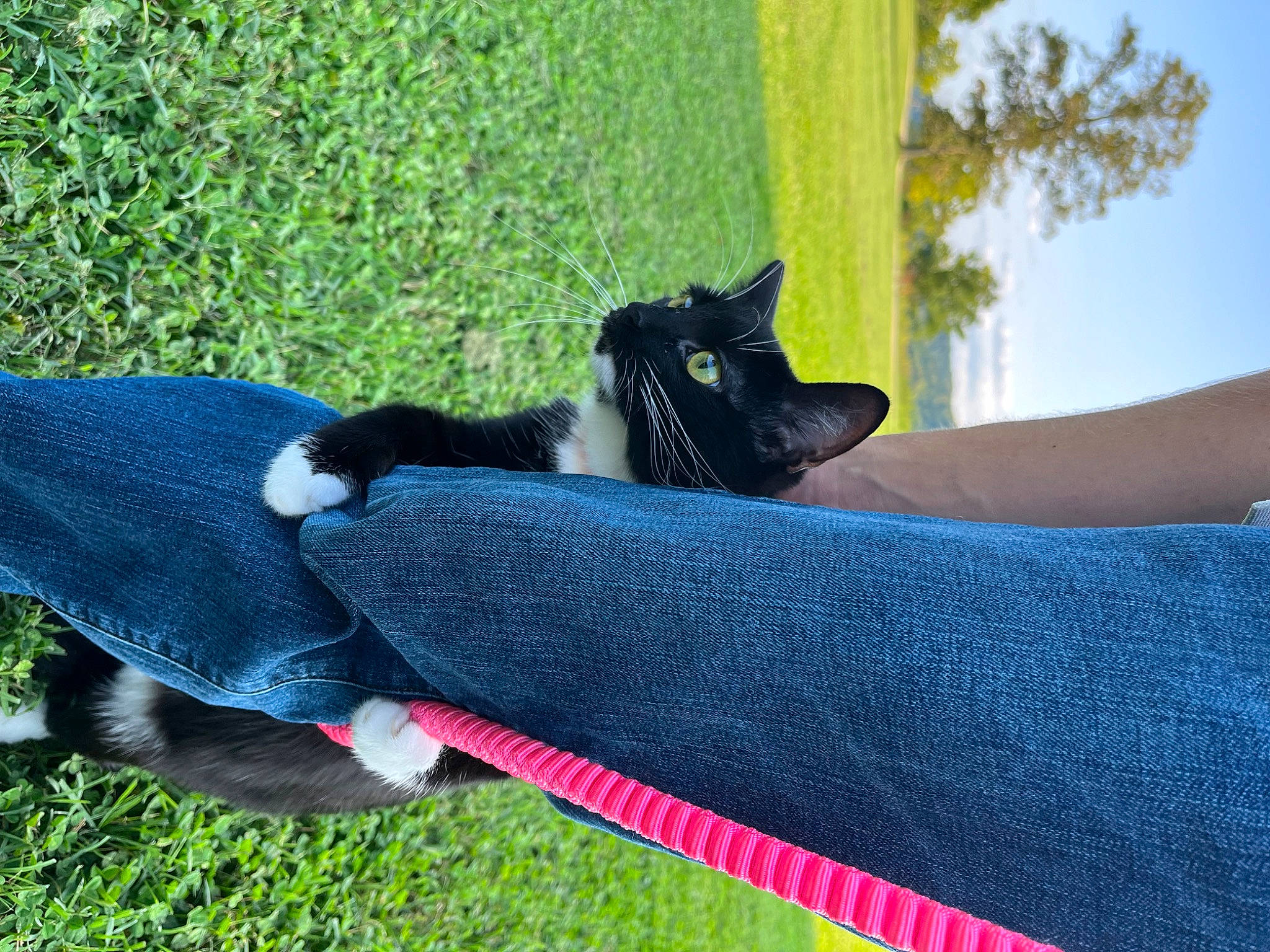 Betty is registered to the contest to win money with this photo: carnivore, comfort, companion_dog, dog, dog_breed, electric_blue, fawn, felidae, foot, grass, human_leg, leg, leisure, plant, small_to_medium_sized_cats, sporting_group, tail, thigh, tints_and_shades, tree