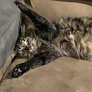 Kevin is registered to the contest to win money with this photo: cat, tabby, pet, animal, feline, relaxed, couch, furniture, indoor, paw, fur, whiskers, sleepy, resting, cozy, cute, mammal, domestic, lying_down, stretching
