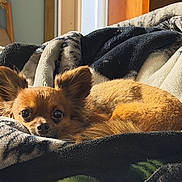 Bear joined the competition — help win amazing prizes! animal, blanket, brown_fur, chihuahua, close_up, comfort, cozy, curious, cute, dog, ears, fur, home, indoor, pet, relaxed, resting, small_dog, soft_texture, sunlight