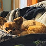 animal, blanket, brown_fur, chihuahua, close_up, comfort, cozy, curious, cute, dog, ears, fur, home, indoor, pet, relaxed, resting, small_dog, soft_texture, sunlight