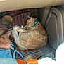 Mr Sam joined the competition — help win amazing prizes! bare_foot, blanket, blue_bag, car_floor_mat, car_interior, cat, collar, cozy, domestic_animal, feline, footwear, indoor, orange_cat, pet, relaxation, resting, sandals, seat, sleeping, vehicle