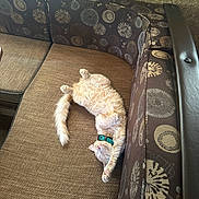 Mr Sam joined the competition — help win amazing prizes! cat, collar, comfortable, couch, cozy, feline, fluffy, fur, home, indoor, orange_cat, patterned_couch, paw, pet, relaxed, resting, sleepy, stretching, tail, whiskers