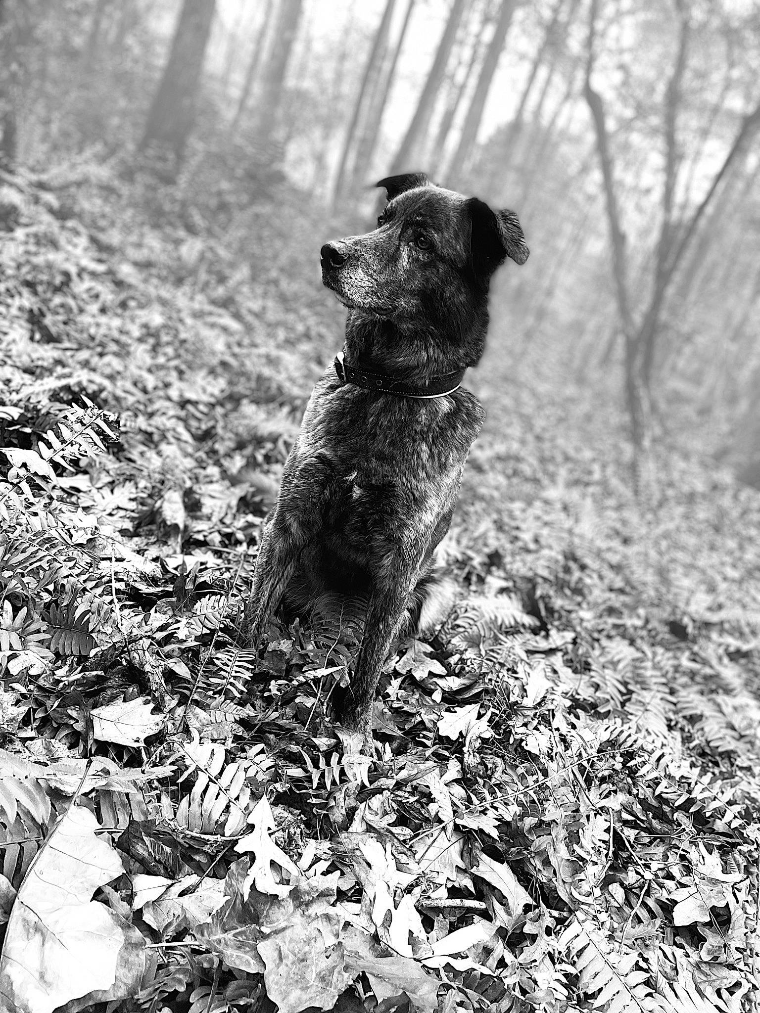 Dutch joined the competition — help win amazing prizes! black_and_white, carnivore, companion_dog, dog, dog_breed, fawn, forest, grass, monochrome, monochrome_photography, plant, snout, soil, sporting_group, tail, tree, trunk, water_dog, wood, woodland