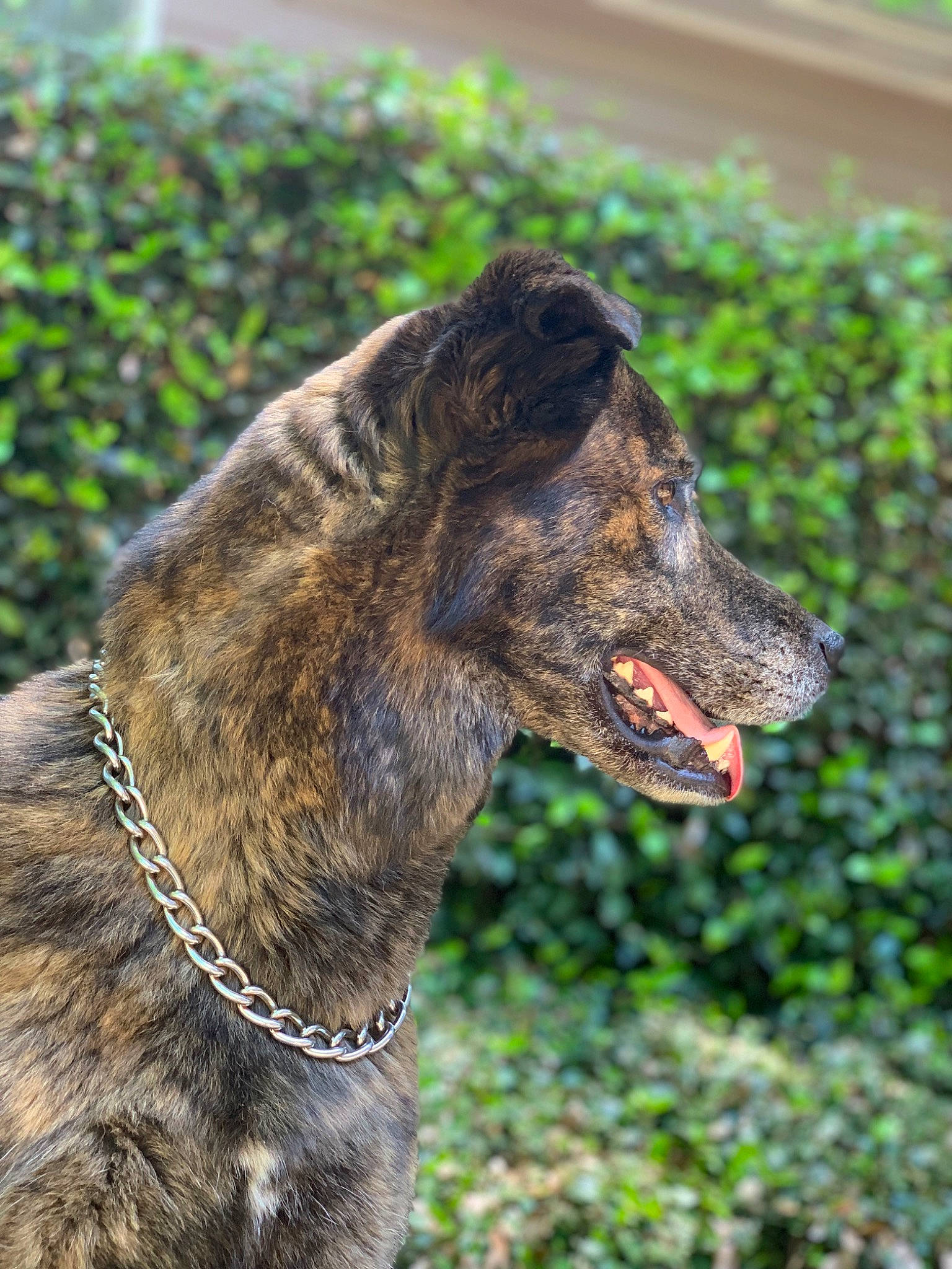 Dutch is registered to the contest to win money with this photo: ancient_dog_breeds, canidae, carnivore, collar, dog, dog_breed, dog_collar, fur, grass, guard_dog, leash, plant, snout, sporting_group, terrestrial_animal, whiskers, wildlife, working_animal, working_dog