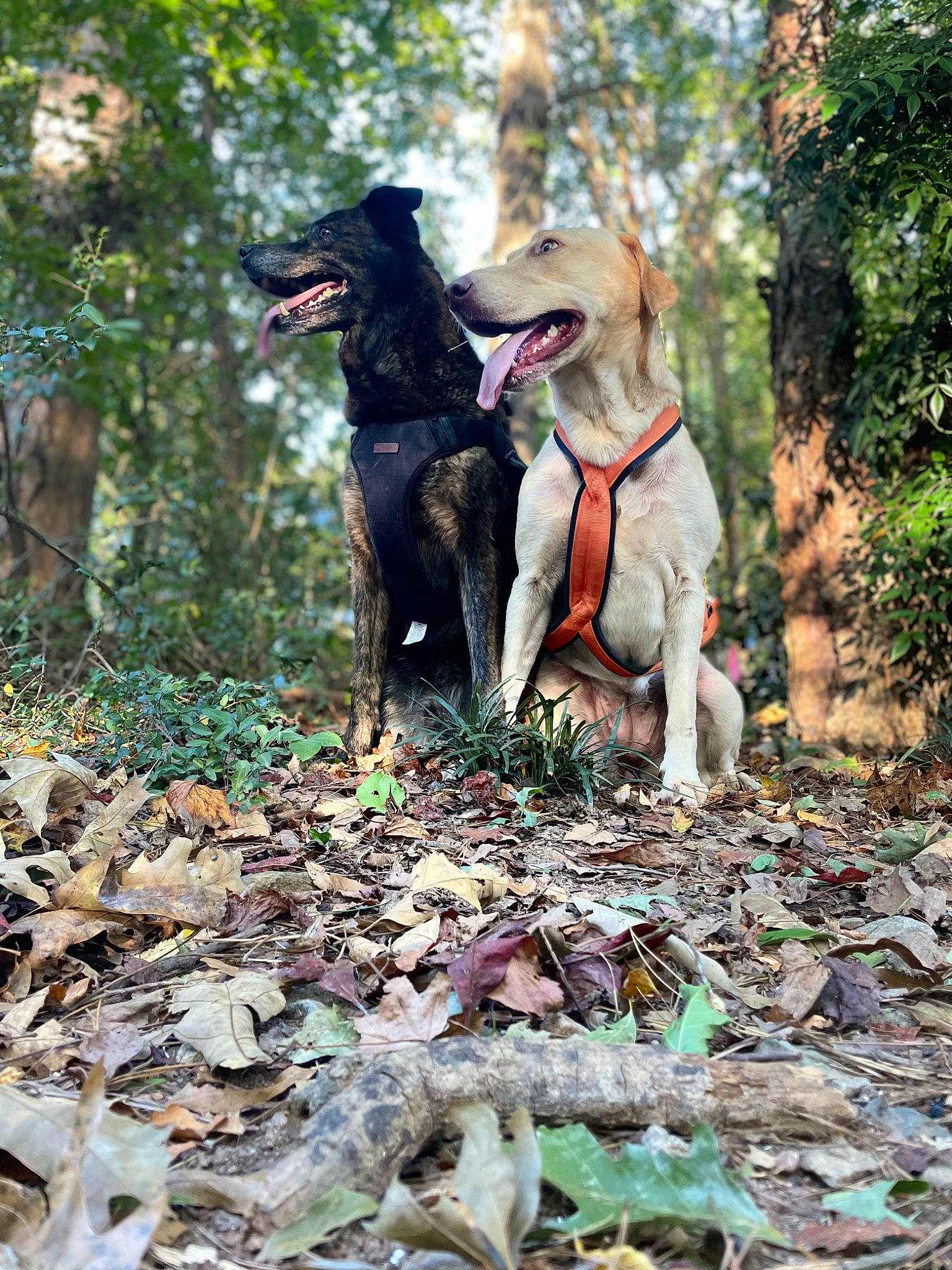 Dutch joined the competition — help win amazing prizes! carnivore, companion_dog, dog, dog_breed, dog_supply, fawn, forest, grass, leash, pet_supply, plant, recreation, soil, sporting_group, tail, terrestrial_animal, tree, wood, woodland, working_animal