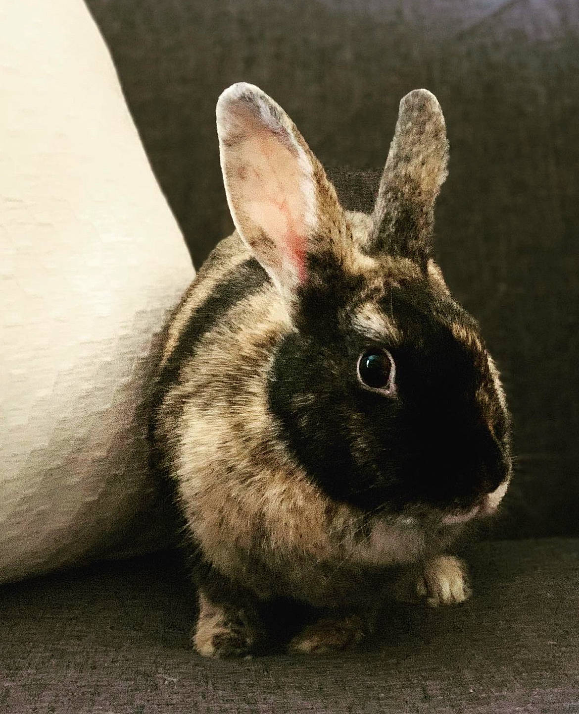 Coco joined the competition — help win amazing prizes! biting, curious, domestic_rabbit, ear, event, eye, fawn, fur, grass, hare, natural_material, rabbit, rabbits_and_hares, snout, snowshoe_hare, terrestrial_animal, whiskers, wildlife
