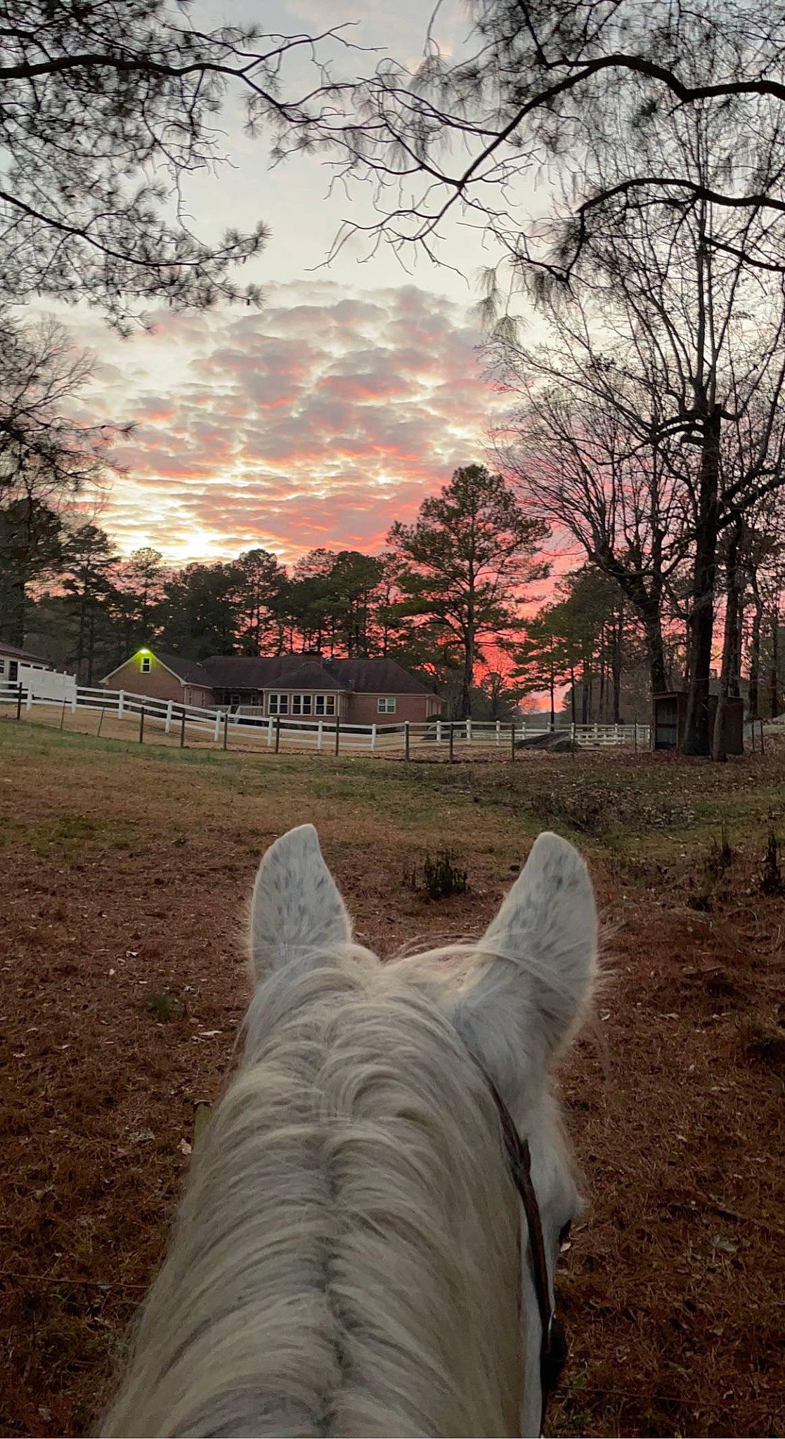 Goliath is registered to the contest to win money with this photo: atmospheric_phenomenon, cloud, grass, horse, landscape, morning, natural_environment, natural_landscape, nature, plant, rural_area, sky, sunlight, sunrise, sunset, tints_and_shades, tree, wood, woody_plant, working_animal