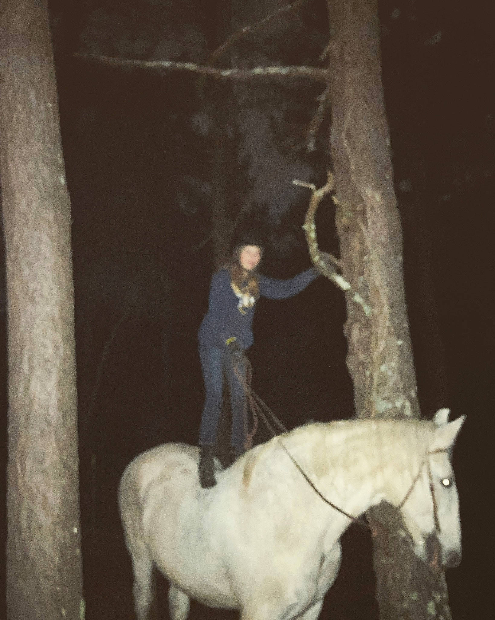 Goliath joined the competition — help win amazing prizes! bridle, darkness, event, fur, horse, horse_supplies, horse_tack, livestock, mane, mare, pack_animal, recreation, rein, sculpture, stallion, tail, terrestrial_animal, tree, wood, working_animal