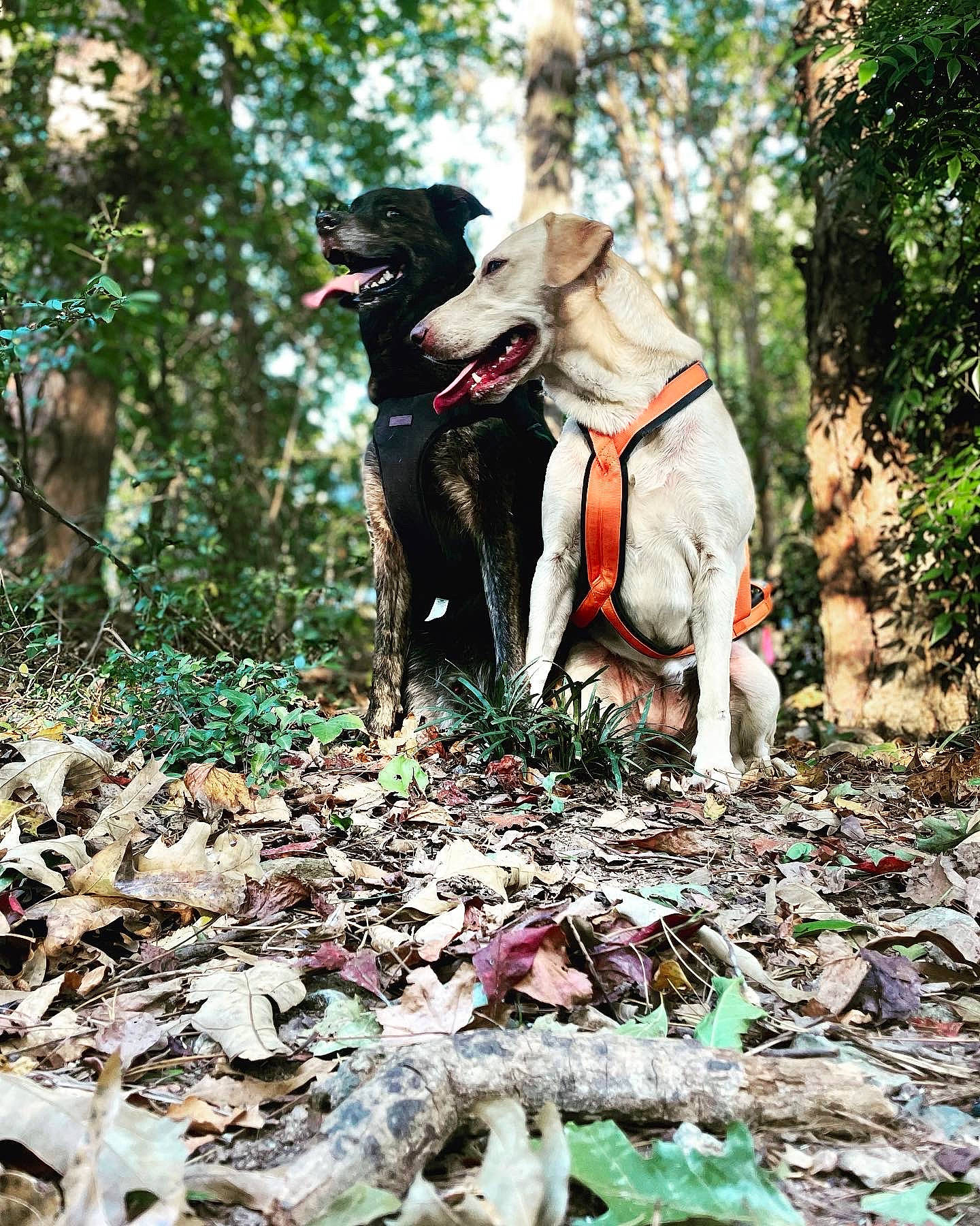 Izzy joined the competition — help win amazing prizes! carnivore, collar, companion_dog, dog, dog_breed, dog_collar, dog_supply, fawn, forest, grass, leash, pet_supply, plant, sporting_group, tail, terrestrial_animal, tree, wood, woodland, working_animal