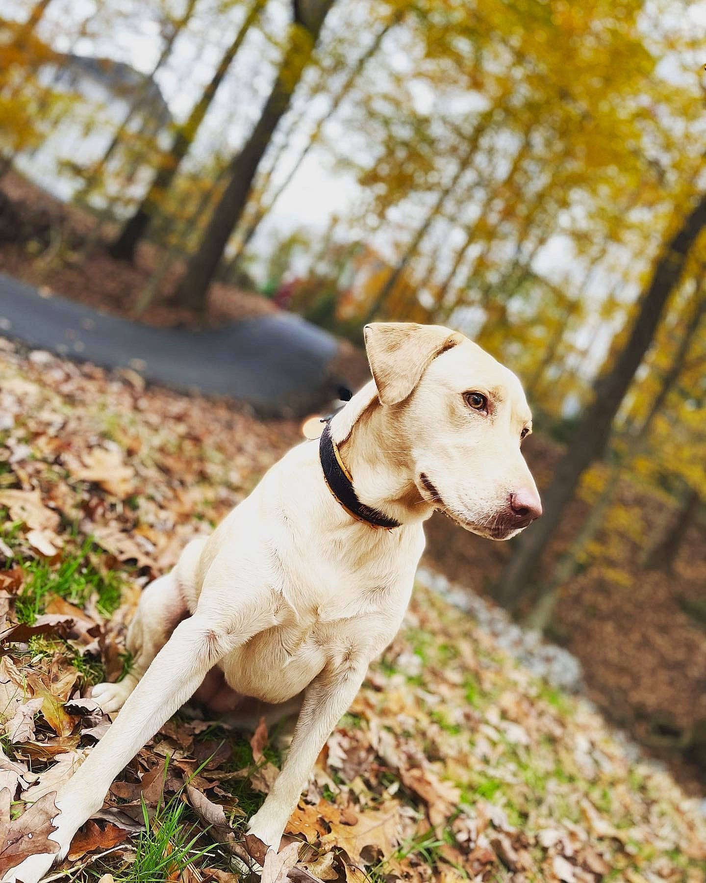 Izzy is registered to the contest to win money with this photo: canidae, carnivore, collar, companion_dog, dog, dog_breed, dog_collar, fawn, forest, grass, plant, snout, sporting_group, tail, terrestrial_animal, tree, trunk, wood, woodland, working_animal