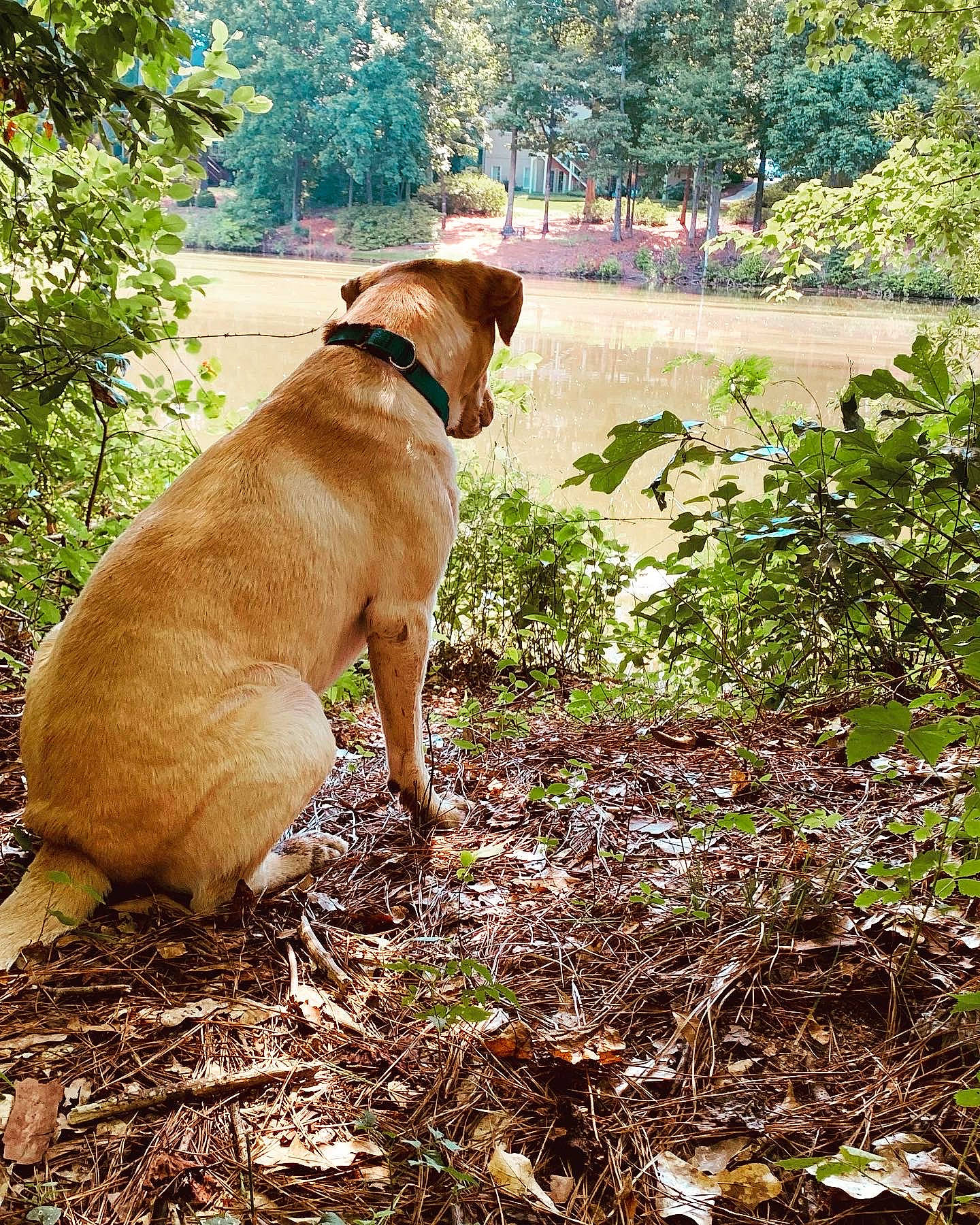 Izzy joined the competition — help win amazing prizes! canidae, carnivore, collar, companion_dog, dog, dog_breed, dog_collar, fawn, grass, gun_dog, leash, liver, plant, shrub, snout, soil, sporting_group, tail, tree, working_animal