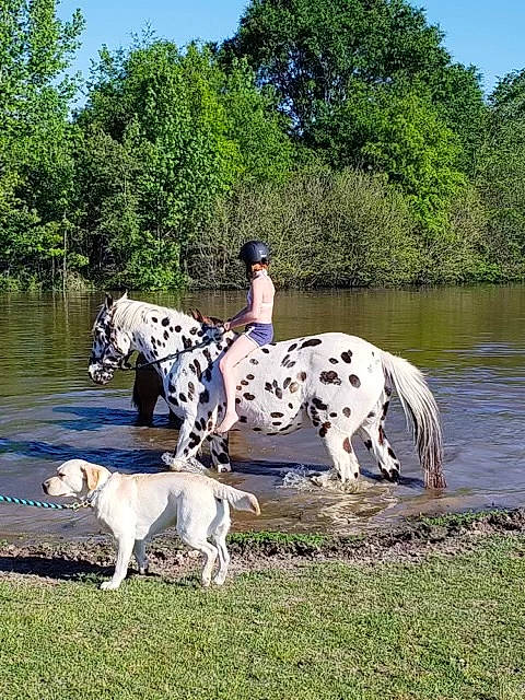 Sunny is registered to the contest to win money with this photo: canidae, carnivore, companion_dog, dalmatian, dog, dog_breed, fawn, grass, lake, landscape, leisure, livestock, pack_animal, plant, recreation, sky, sporting_group, tree, water, working_animal