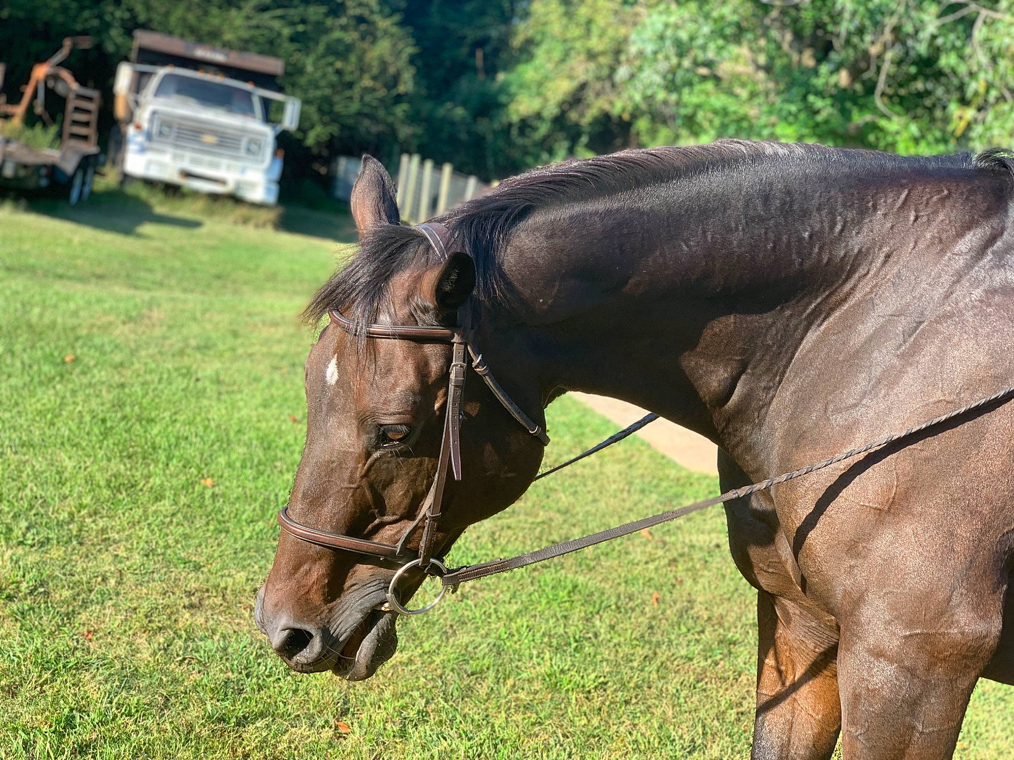 Lonestar joined the competition — help win amazing prizes! bit, bridle, chair, grass, grassland, horse, horse_supplies, horse_tack, landscape, liver, pasture, plant, ranch, stallion, terrestrial_animal, tree, working_animal