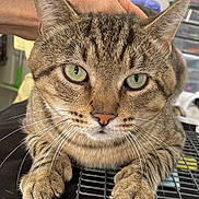 Tugger joined the competition — help win amazing prizes! cat, tabby, green_eyes, whiskers, paws, fur, close_up, pet, animal, domestic_cat, resting, person, hand, yellow_shirt, metal_grid, indoor, cute, calm, face, portrait