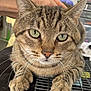 cat, tabby, green_eyes, whiskers, paws, fur, close_up, pet, animal, domestic_cat, resting, person, hand, yellow_shirt, metal_grid, indoor, cute, calm, face, portrait