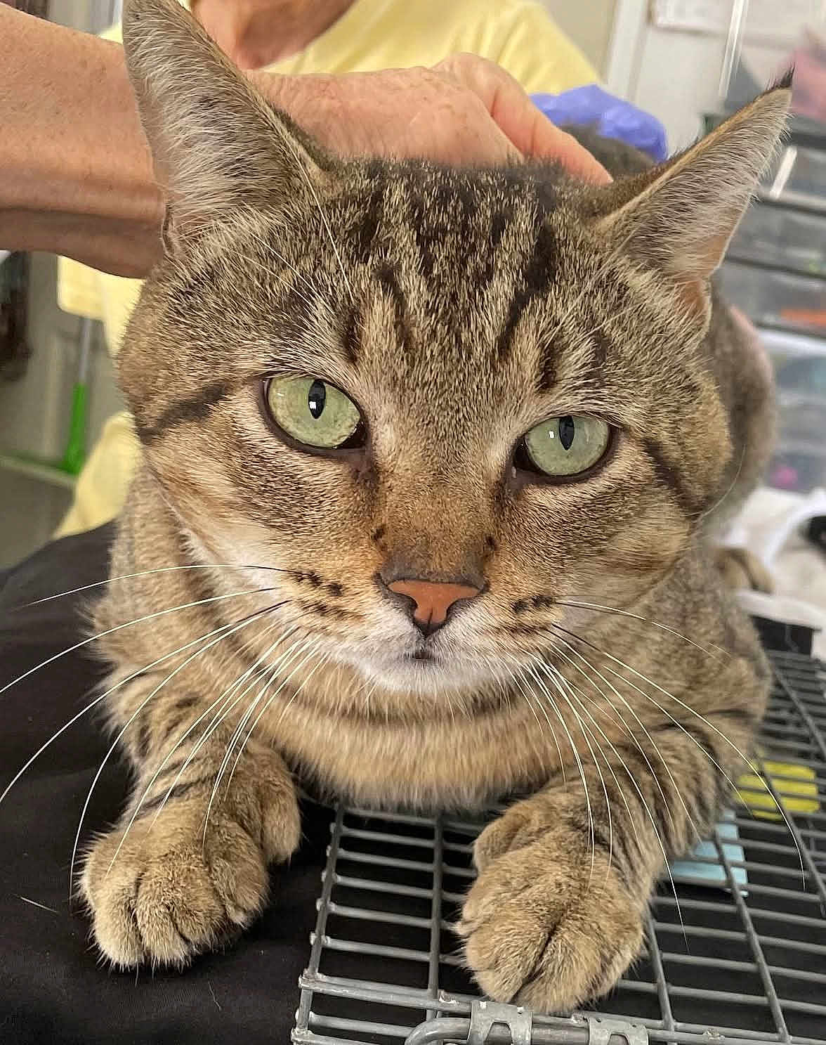 Tugger joined the competition — help win amazing prizes! cat, tabby, green_eyes, whiskers, paws, fur, close_up, pet, animal, domestic_cat, resting, person, hand, yellow_shirt, metal_grid, indoor, cute, calm, face, portrait