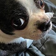 Amethyst is registered to the contest to win money with this photo: animal, black_and_white, blanket, close_up, companion, cozy, curious, cute, dog, expressive_eyes, fur, indoors, looking_away, pet, portrait, small_dog, snout, soft_light, texture, whiskers