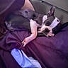 Amethyst is registered to the contest to win money with this photo: animal, black_and_white, blanket, canine, comfort, cozy, cute, dog, fabric, face, fur, indoor, paw, pet, purple, relaxation, resting, sleeping, small_dog, snuggle