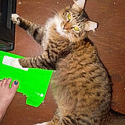 Trouble is registered to the contest to win money with this photo: animal, casual, cat, close_up, domestic_animal, feline, floor, fluffy, foot, green_cardboard, indoor, painted_nails, paw, pet, relaxed, tabby, toenails, white_paws, wooden_floor, yellow_eyes