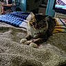 animal, bed, blanket, cat, comfort, cozy, desk, domestic, fur, furniture, home, indoor, mirror, paws, pet, relaxed, resting, tabby, television, toy