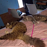 Trouble is registered to the contest to win money with this photo: animal, bed, blanket, cat, cats, chair, cozy, domestic, furniture, indoor, pet, pink, quilt, relaxing, room, sleeping, striped, tabby_cat, tail, toy