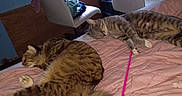 Trouble is registered to the contest to win money with this photo: animal, bed, blanket, cat, cats, chair, cozy, domestic, furniture, indoor, pet, pink, quilt, relaxing, room, sleeping, striped, tabby_cat, tail, toy