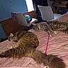 animal, bed, blanket, cat, cats, chair, cozy, domestic, furniture, indoor, pet, pink, quilt, relaxing, room, sleeping, striped, tabby_cat, tail, toy