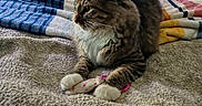 Trouble is registered to the contest to win money with this photo: animal, bedroom, blanket, cat, comfort, cozy, cute, domestic, fur, furniture, household, indoor, paws, pet, relaxing, resting, tabby_cat, television, toy, whiskers