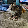 animal, bedroom, blanket, cat, comfort, cozy, cute, domestic, fur, furniture, household, indoor, paws, pet, relaxing, resting, tabby_cat, television, toy, whiskers