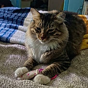 Trouble joined the competition — help win amazing prizes! animal, bed, blanket, cat, comfort, cozy, domestic_cat, feline, fluffy, fur, indoor, paw, pet, relaxing, resting, soft_texture, striped, tabby_cat, toy_mouse, white_paws