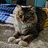 animal, bed, blanket, cat, comfort, cozy, domestic_cat, feline, fluffy, fur, indoor, paw, pet, relaxing, resting, soft_texture, striped, tabby_cat, toy_mouse, white_paws