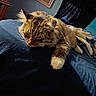 animal, bed, blanket, cat, cozy, cute, domestic, feline, fur, home, indoor, mammal, paw, pet, relaxed, resting, sleeping, soft, tabby, whiskers