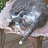 animal, cat, chair, cozy, cushion, daylight, domestic_cat, feline, fur, gray_cat, nature, outdoor, paw_pads, pet, relaxed, resting, sleeping, whiskers, white_paws, wooden_floor