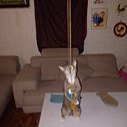 Gato is registered to the contest to win money with this photo: animal, blurry, cat, couch, curtain, decoration, flash, furniture, home, indoor, living_room, paws, pet, playful, standing, string, table, toy, wall, yellow_eye