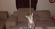 Gato is registered to the contest to win money with this photo: animal, blurry, cat, couch, curtain, decoration, flash, furniture, home, indoor, living_room, paws, pet, playful, standing, string, table, toy, wall, yellow_eye