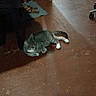 Gato joined the competition — help win amazing prizes! animal, cat, doorway, furniture, home, indoor, mat, paws, pet, quiet, relaxed, resting, shadow, slippers, striped, tabby_cat, table, tail, whiskers, wooden_floor