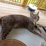 Gato joined the competition — help win amazing prizes! cat, tabby_cat, grey_cat, pet, animal, feline, outdoor, porch, wooden_deck, table, relaxed, looking_away, green_eyes, domestic_cat, chair, sunlight, daylight, fur, whiskers, paws