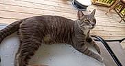 Gato joined the competition — help win amazing prizes! animal, cat, chair, daylight, domestic_cat, feline, fur, green_eyes, grey_cat, looking_away, outdoor, paws, pet, porch, relaxed, sunlight, tabby_cat, table, whiskers, wooden_deck
