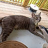 cat, tabby_cat, grey_cat, pet, animal, feline, outdoor, porch, wooden_deck, table, relaxed, looking_away, green_eyes, domestic_cat, chair, sunlight, daylight, fur, whiskers, paws
