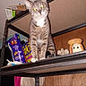 Gato joined the competition — help win amazing prizes! animal, bag, cat, clutter, container, curious, decor, eyes_glowing, feline, food, gray_tabby, household, indoor, metal_shelf, pet, shelf, snack_bags, standing, takis, wood_panel